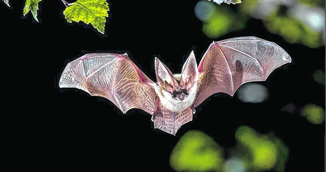 ¡Aventura nocturna! Explora la naturaleza y conoce más sobre los murciélagos