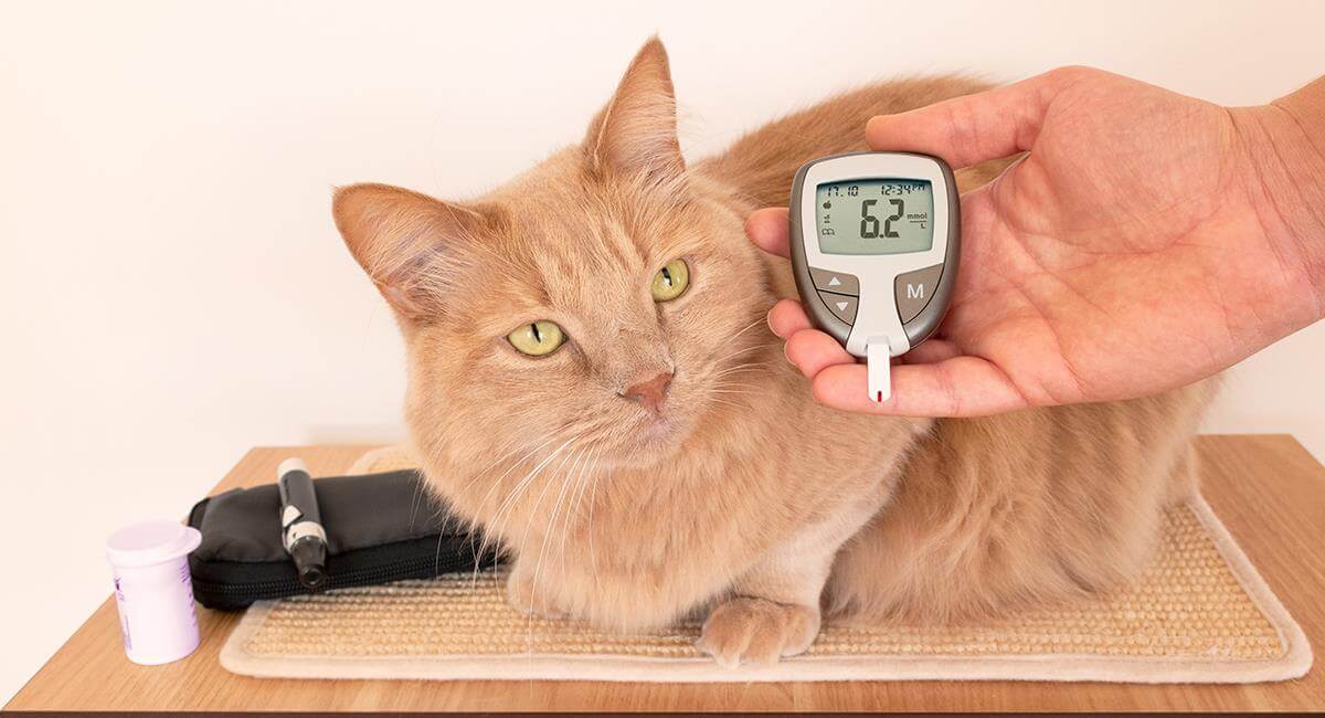 Diabetes en perros y gatos: síntomas, causas y tratamientos