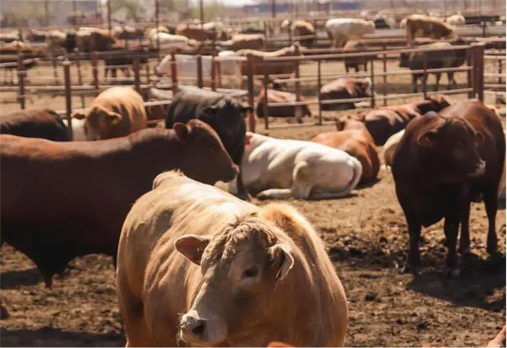 Ganaderos de Chihuahua llevarán sus protestas a CDMX por plaga del gusano barrenador